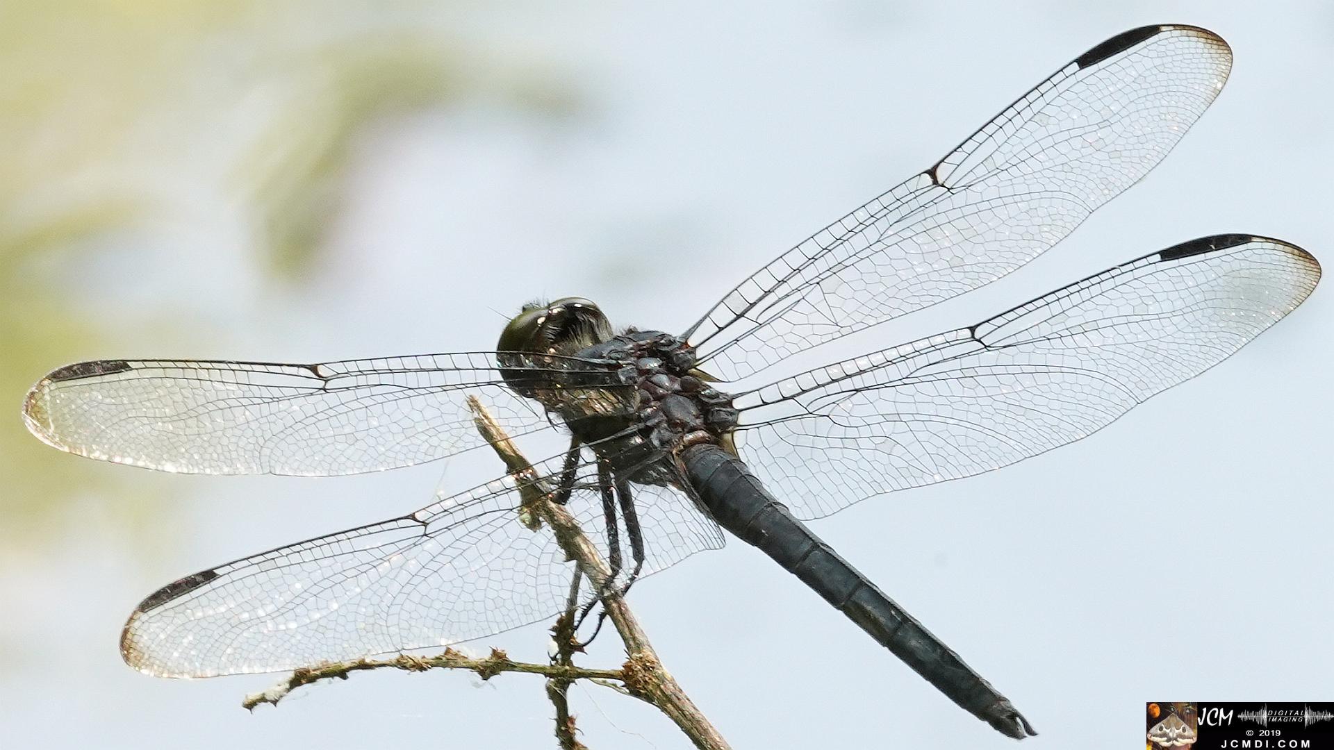 Dragonfly super macro at Old Hickory Lake, TN